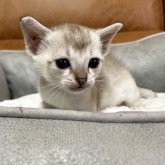 シンガプーラ