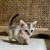 シンガプーラ