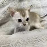 シンガプーラ【熊本県・男の子・2024年11月29日・セピアアグーティー】の写真2