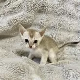 シンガプーラ【熊本県・男の子・2024年11月29日・セピアアグーティー】の写真8