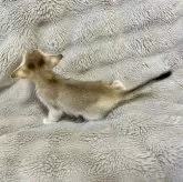 シンガプーラ【熊本県・男の子・2024年11月29日・セピアアグーティー】の写真9