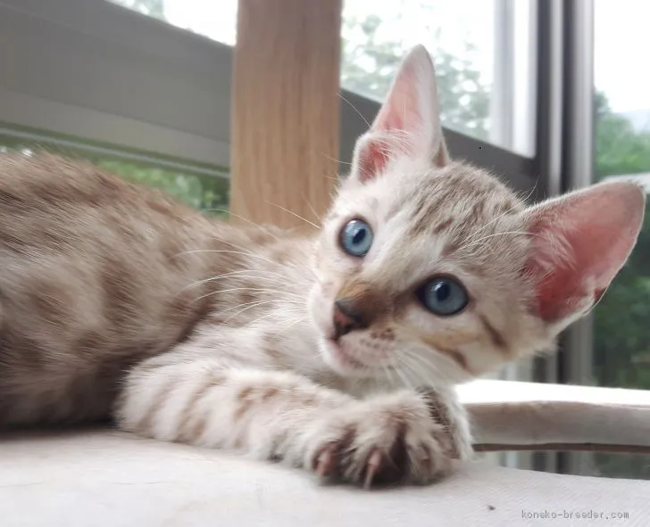 ID：1908-00986の子猫