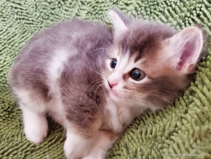 ID:2203-00650の子猫
