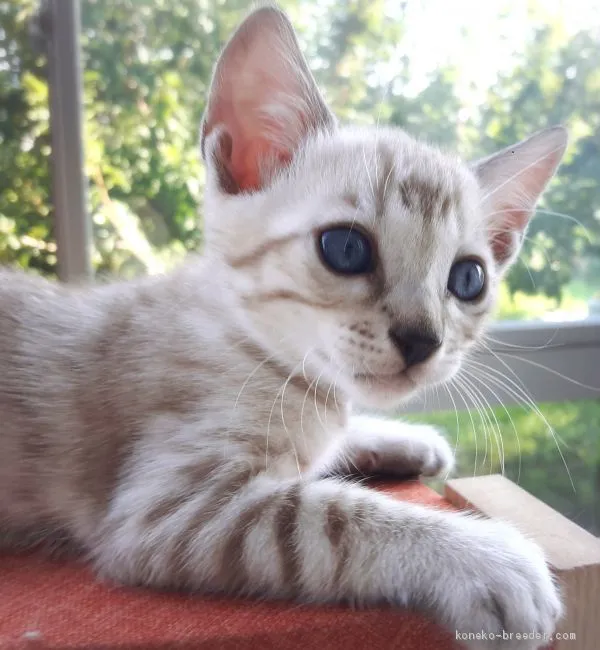 ID：1908-01567の子猫