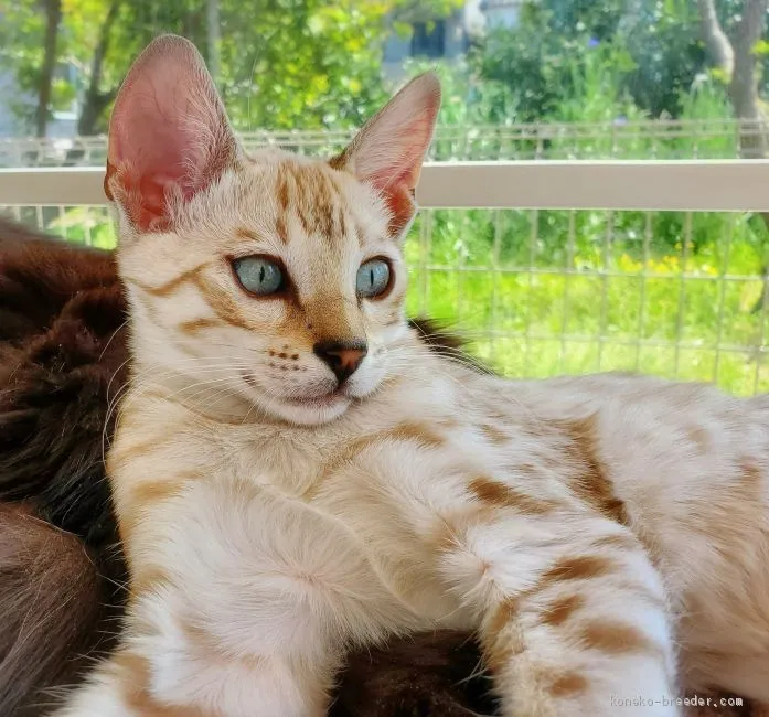 ID:2003-00447の子猫