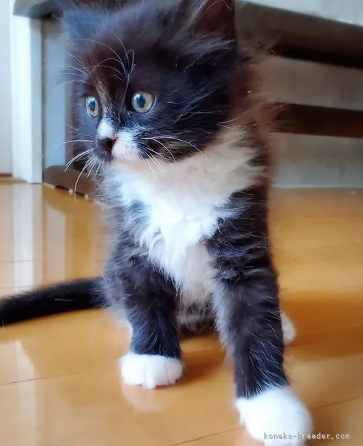 ID:2109-02801の子猫