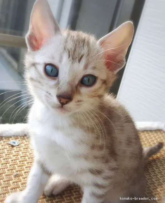 ID:1903-01791の子猫