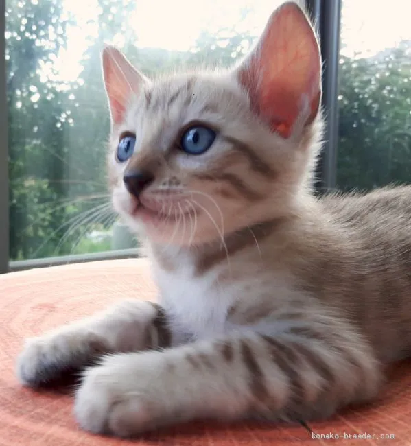 ID：1908-00485の子猫