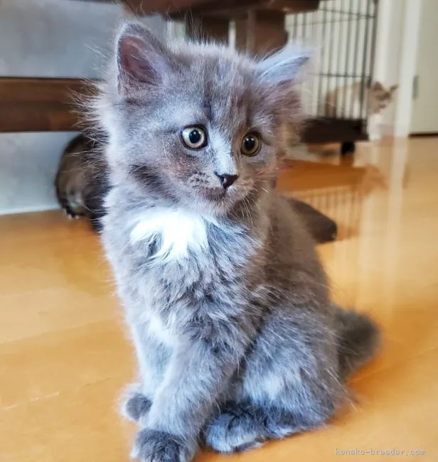 ID:2205-02002の子猫