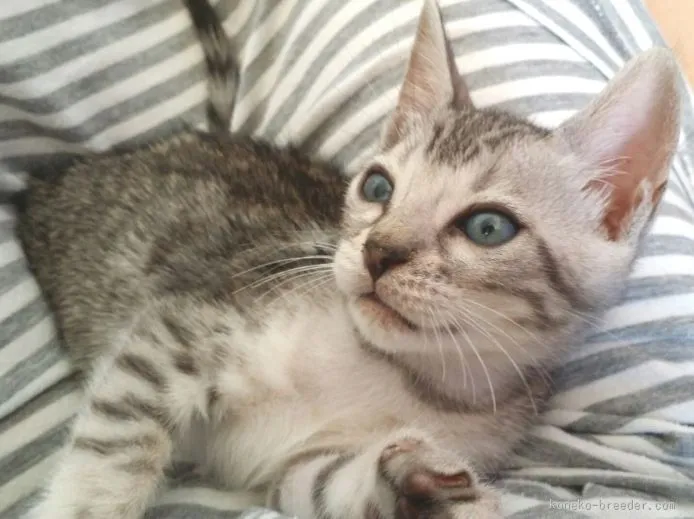 ID:1509-00607の子猫