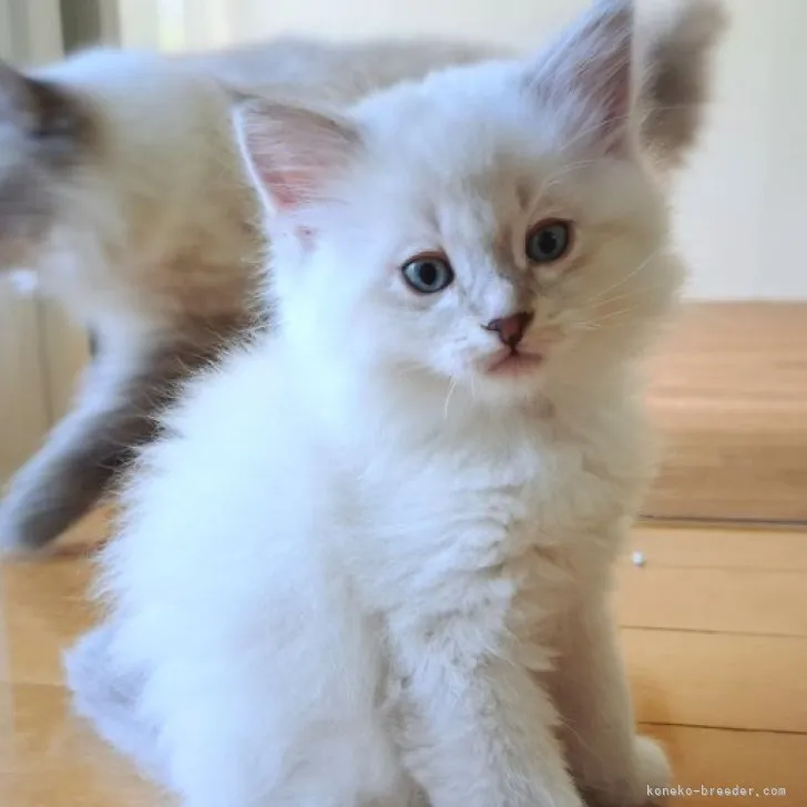 ID：2304-02898の子猫