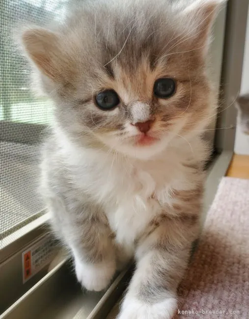 ID:2203-00553の子猫