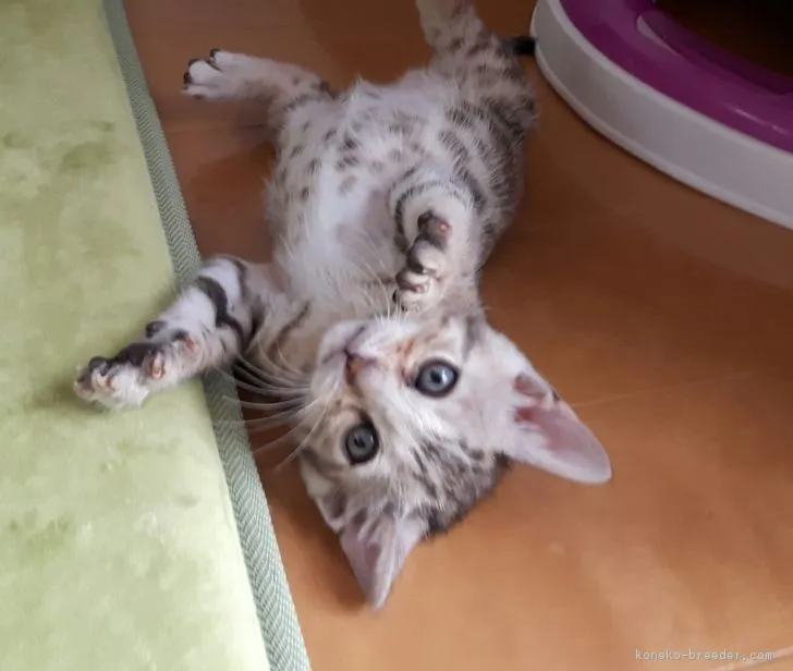 ID:1703-00289の子猫