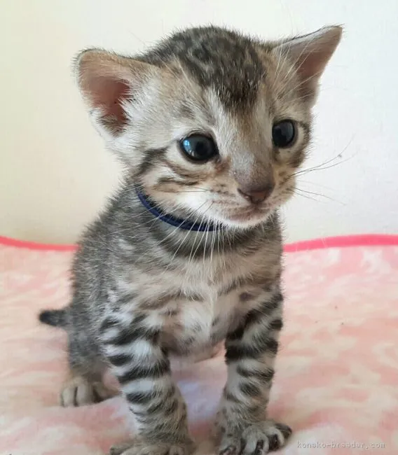 ID:1703-00521の子猫