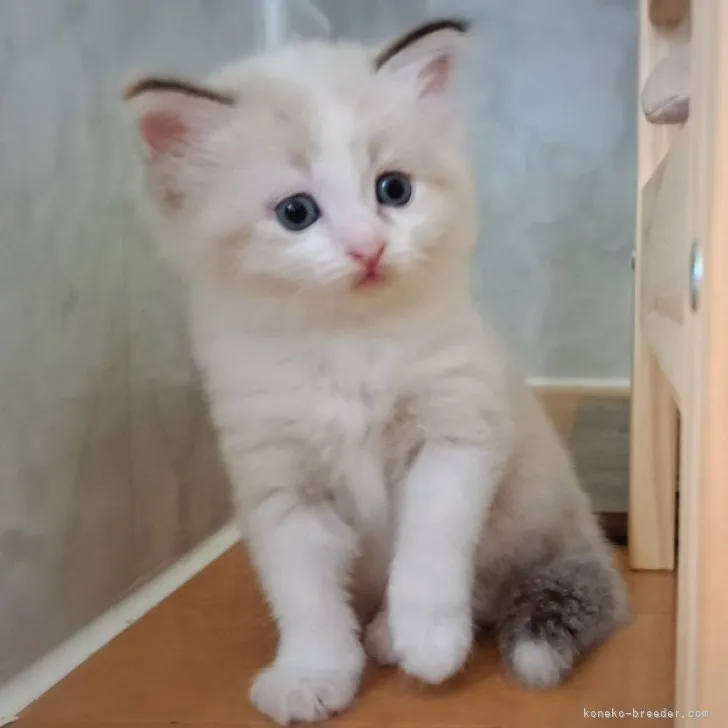 ID:2309-00579の子猫