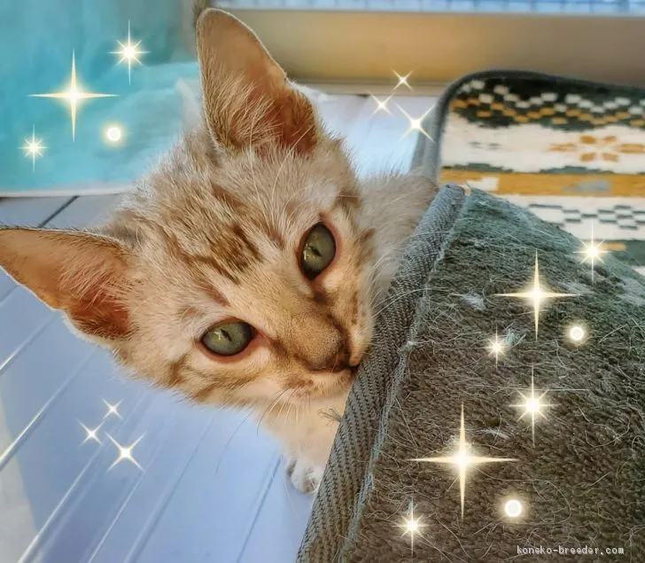 ID:2011-00898の子猫