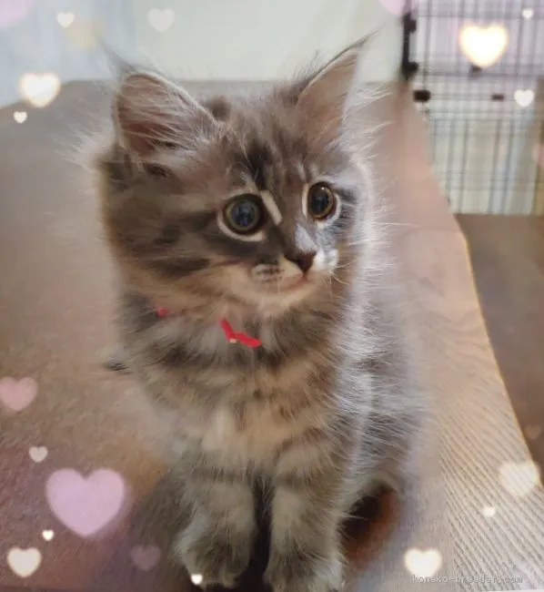 ID:2011-02142の子猫