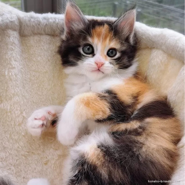ID:2404-03249の子猫