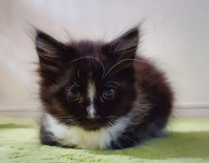 ID：2003-00728の子猫