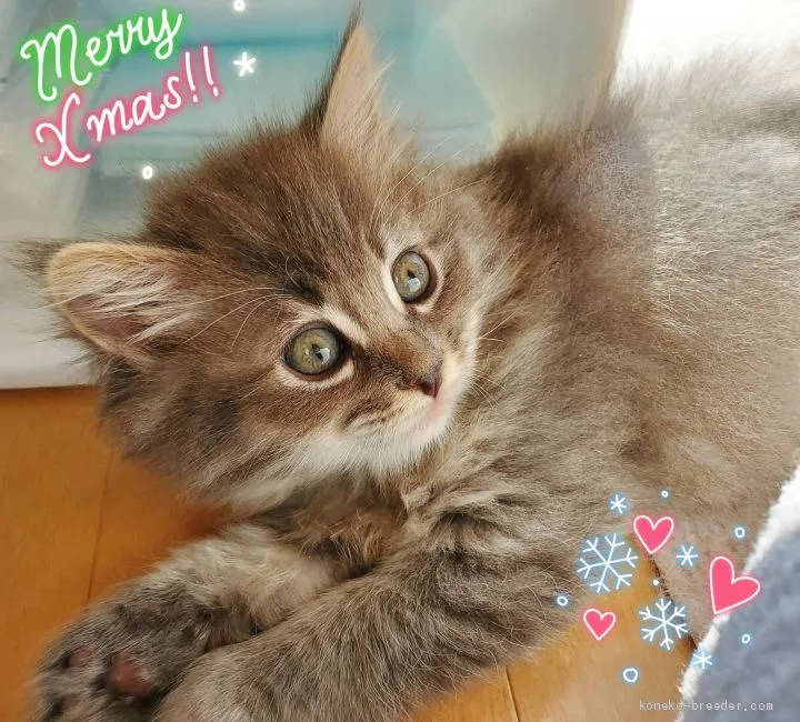 ID:2011-02141の子猫