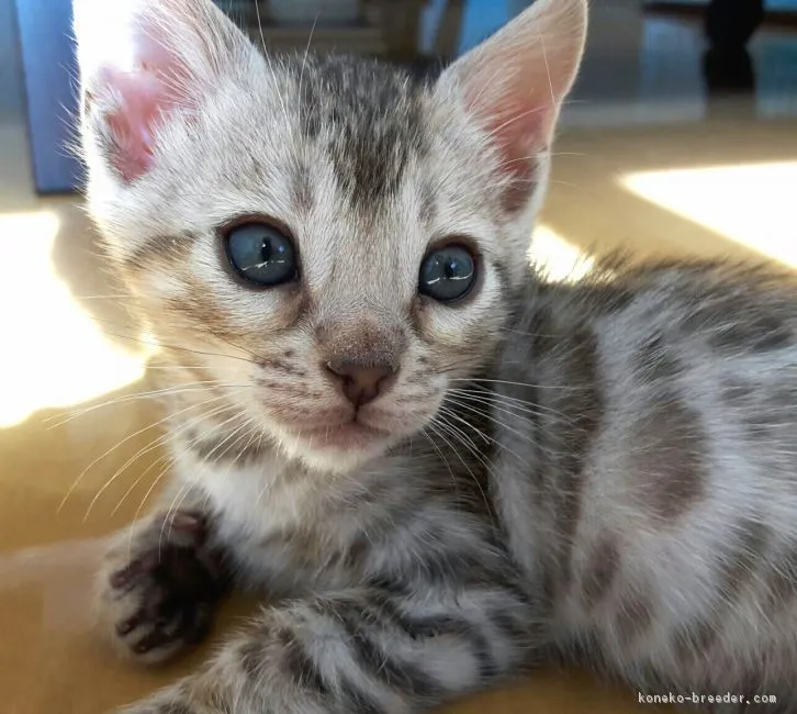 ID:1611-00795の子猫