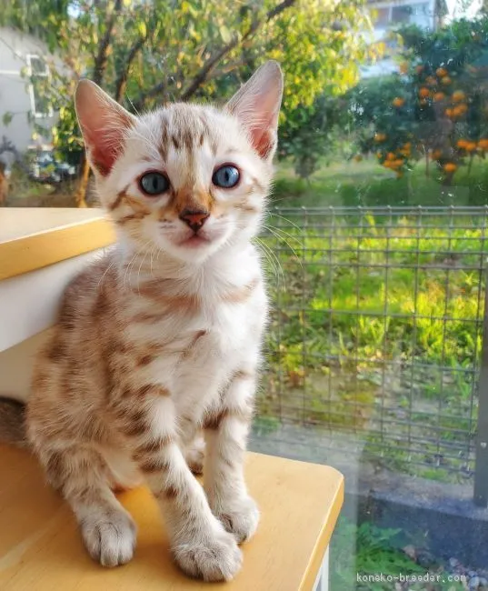 ID：2011-00298の子猫