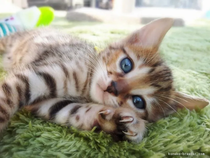 ID:1810-01050の子猫