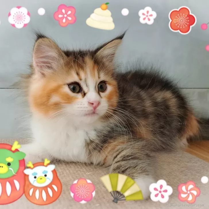 ID：2311-01909の子猫