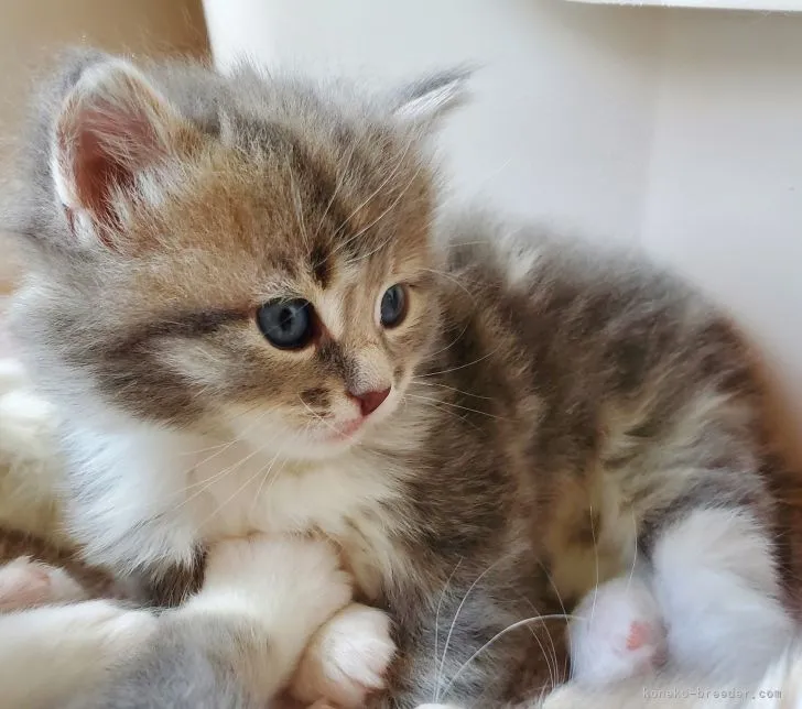 ID:2203-00006の子猫