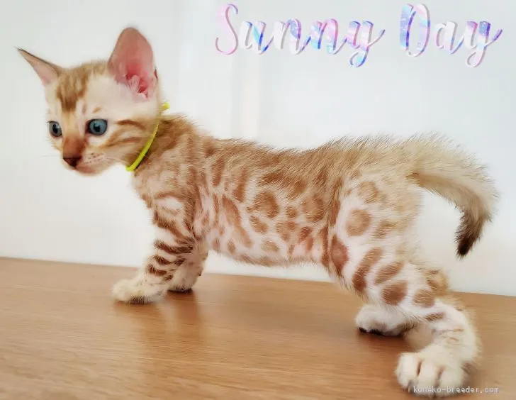 ID：2007-01568の子猫
