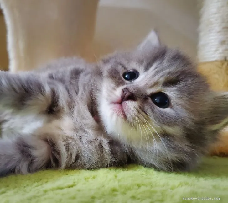 ID:2005-00203の子猫