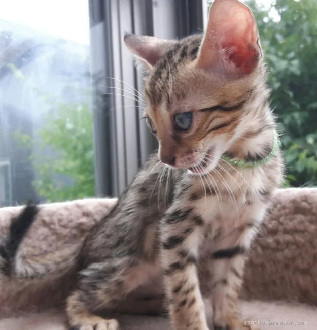 ID:1706-01379の子猫