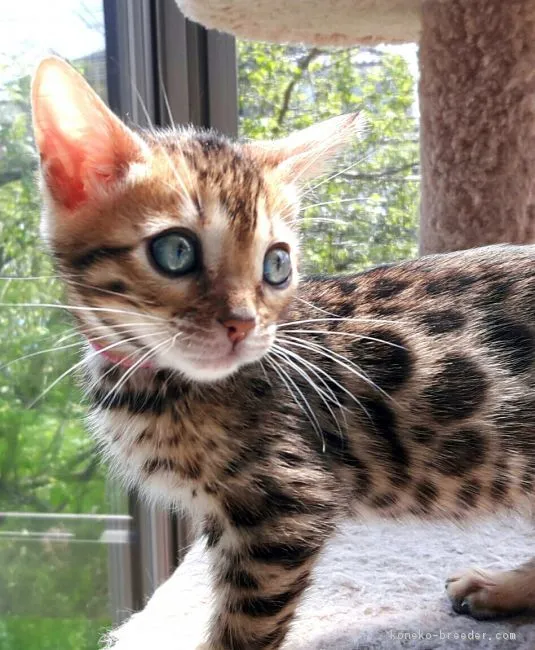 ID:1704-00115の子猫