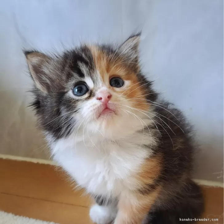 ID：2409-00918の子猫