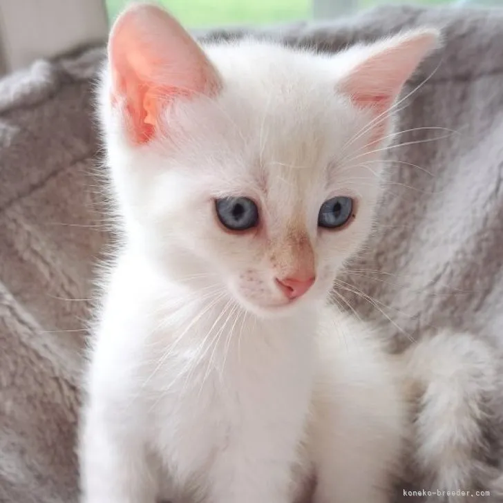 ID：2306-00470の子猫