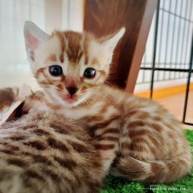 ID：1910-00579の子猫