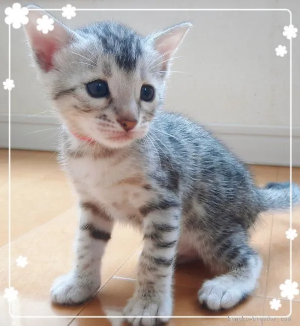 ID：1807-01036の子猫