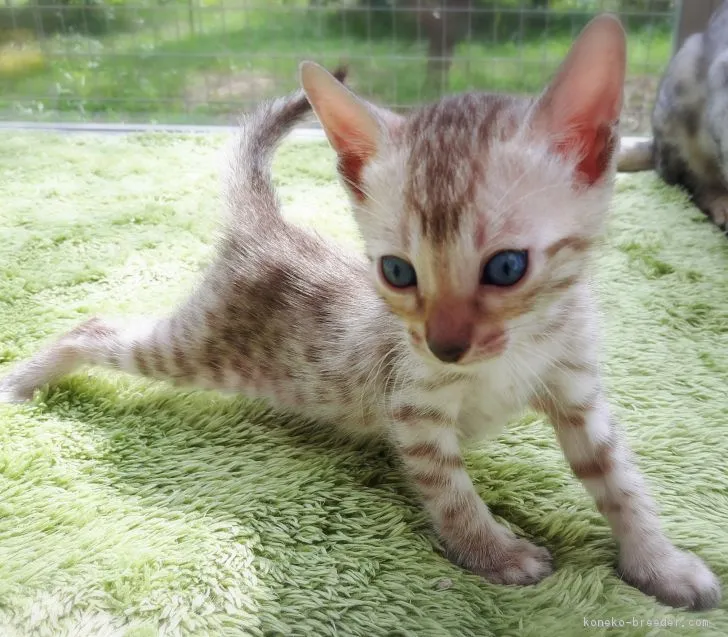 ID：1810-01171の子猫
