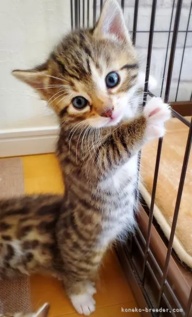 ID：2111-00039の子猫