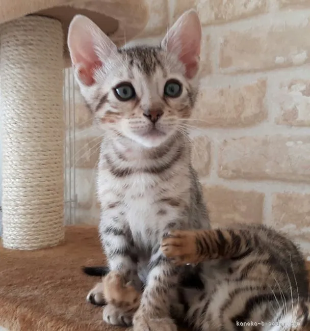 ID:1703-00522の子猫
