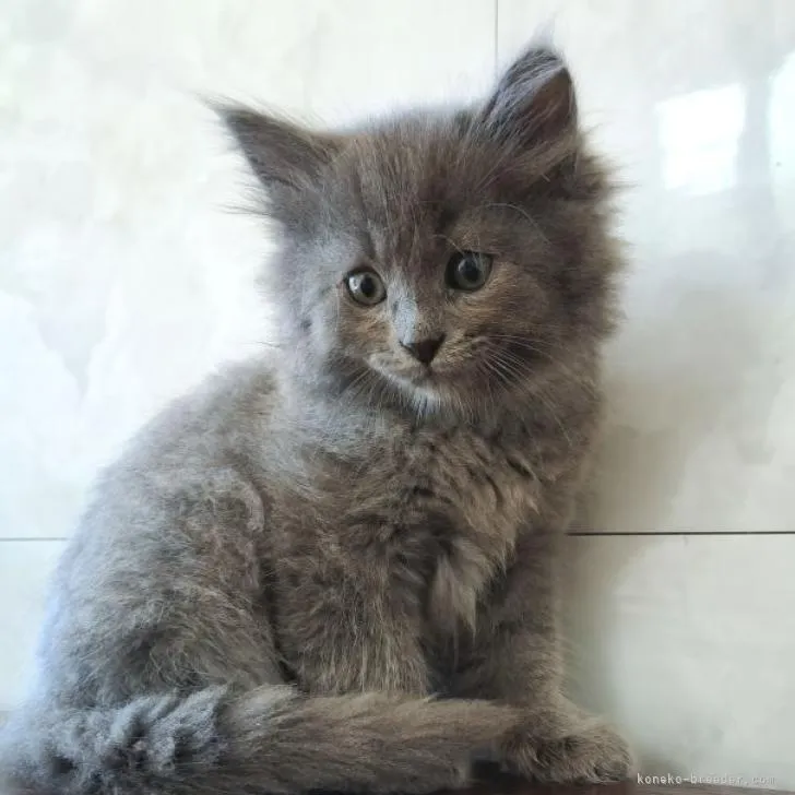 ID:2210-00527の子猫