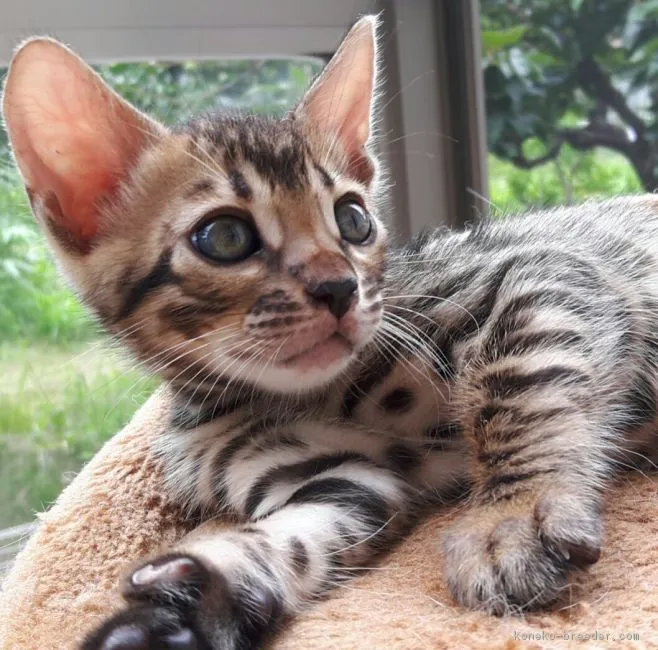 ID：1707-00201の子猫