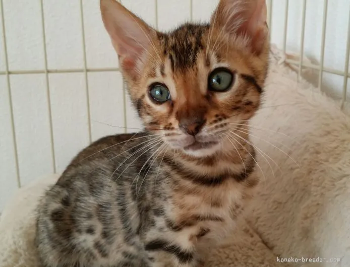 ID:1511-00148の子猫