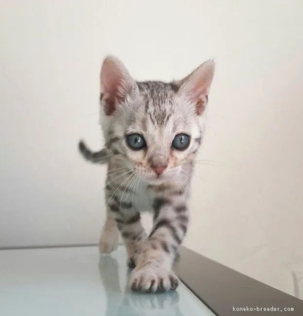 ID:1703-00288の子猫