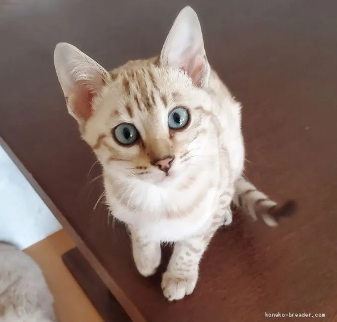 うーちゃん 様のお迎えした子猫