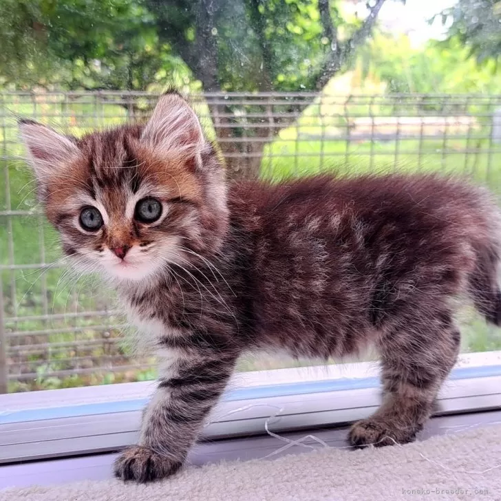 ID：2404-01655の子猫