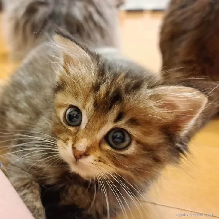 ID:2407-01706の子猫