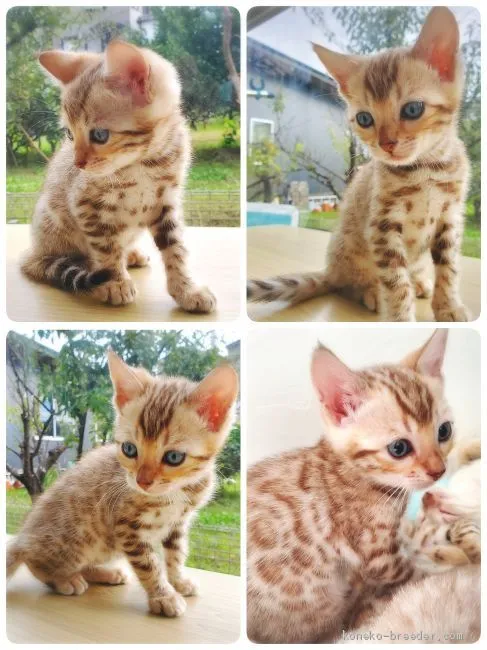 ID：1911-00378の子猫