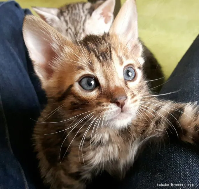 ID：1703-00760の子猫