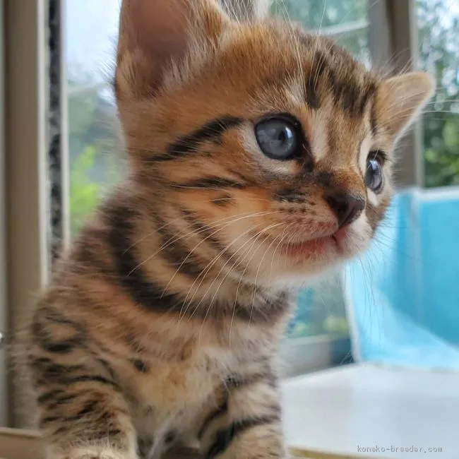 ID：1910-00648の子猫